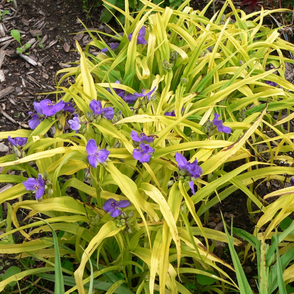 Ephémère de Virginie, Tradescantia andersoniana Blue and Gold