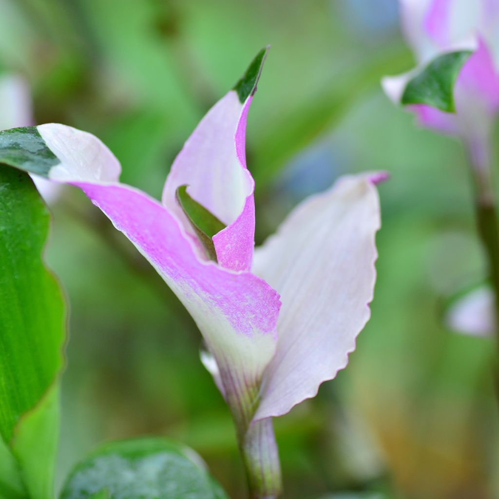 Ephémère de Virginie - Tradescantia andersoniana Blushing Bride