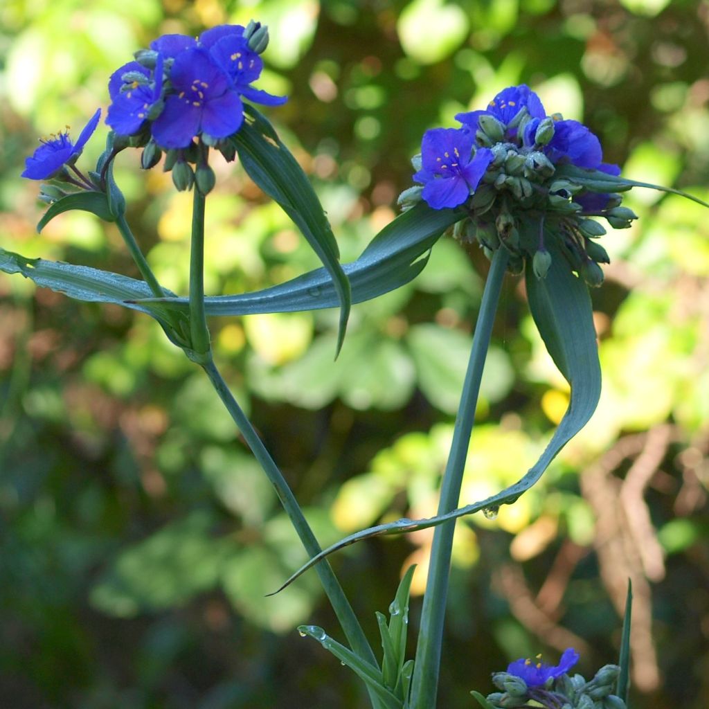 Ephémère de Virginie, Tradescantia andersoniana Isis