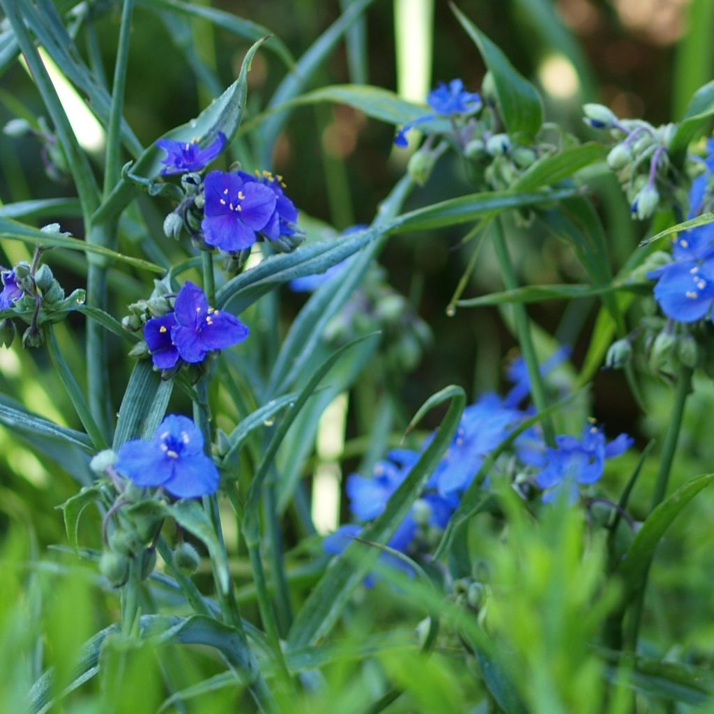 Ephémère de Virginie, Tradescantia andersoniana Isis