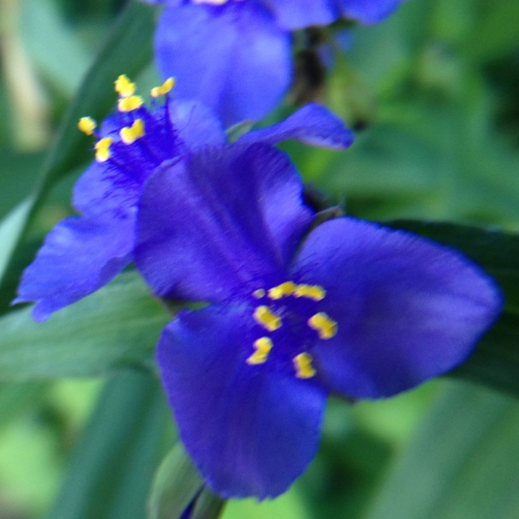 Ephémère de Virginie, Tradescantia andersoniana Isis