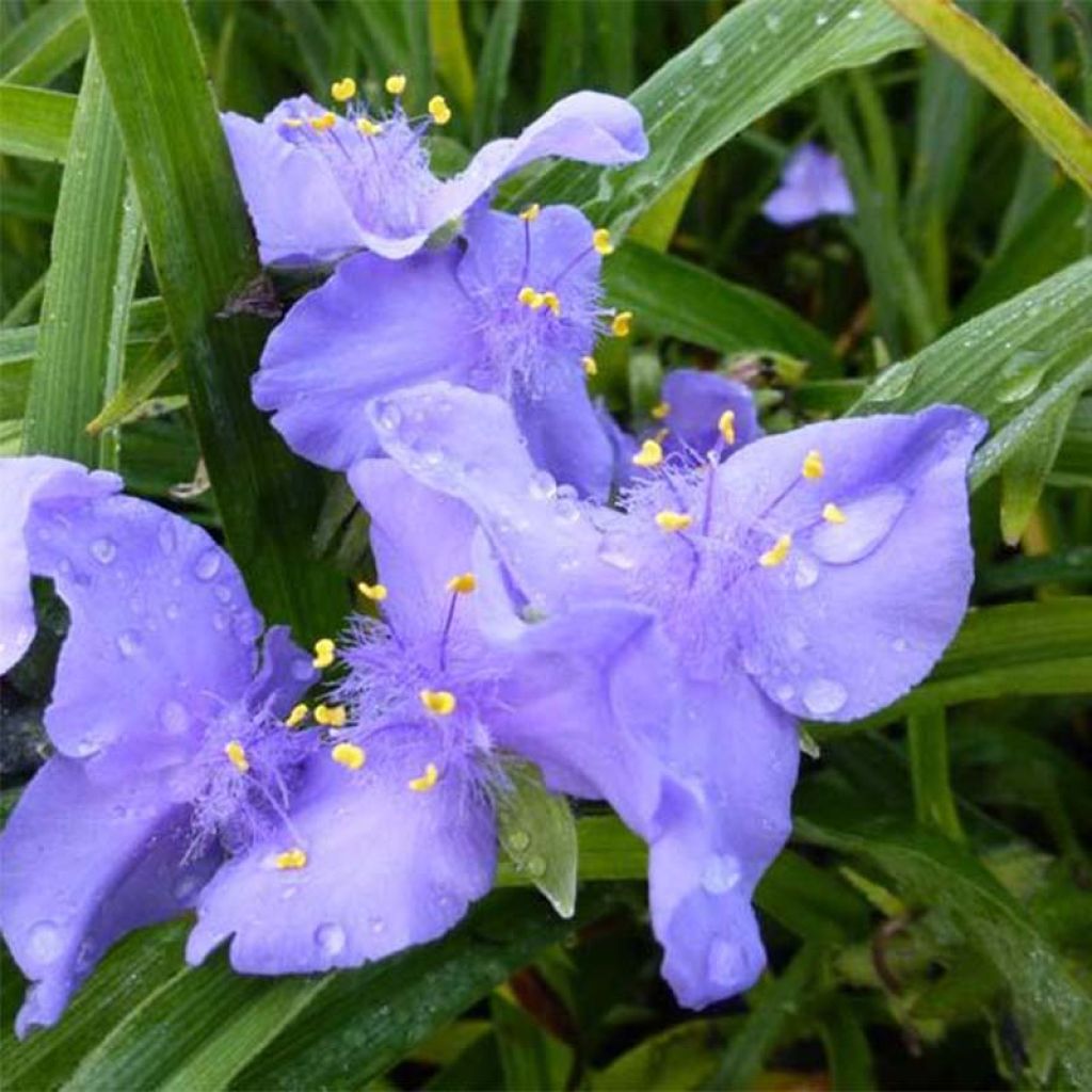 Ephémère de Virginie - Tradescantia andersoniana JC Weguelin