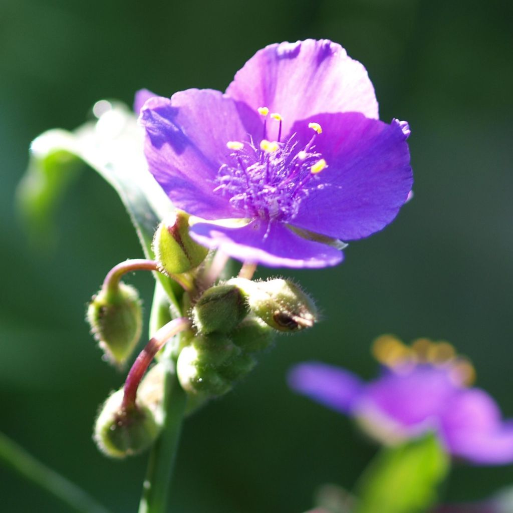 Ephémère de Virginie, Tradescantia andersoniana Karminglut