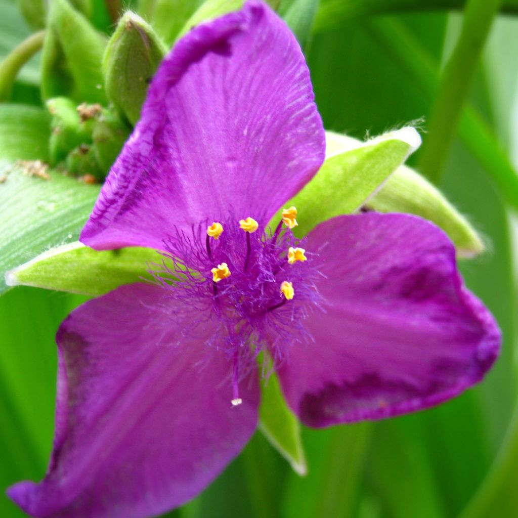 Ephémère de Virginie, Tradescantia andersoniana Karminglut