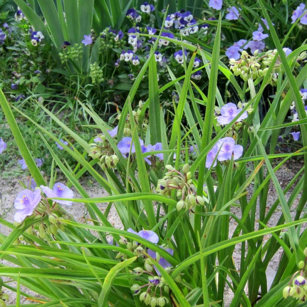 Ephémère de Virginie - Tradescantia andersoniana Little Doll