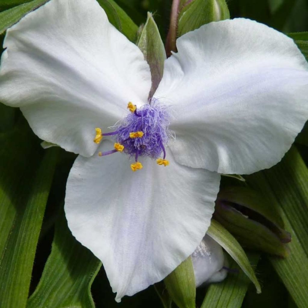 Ephémère de Virginie - Tradescantia andersoniana Osprey