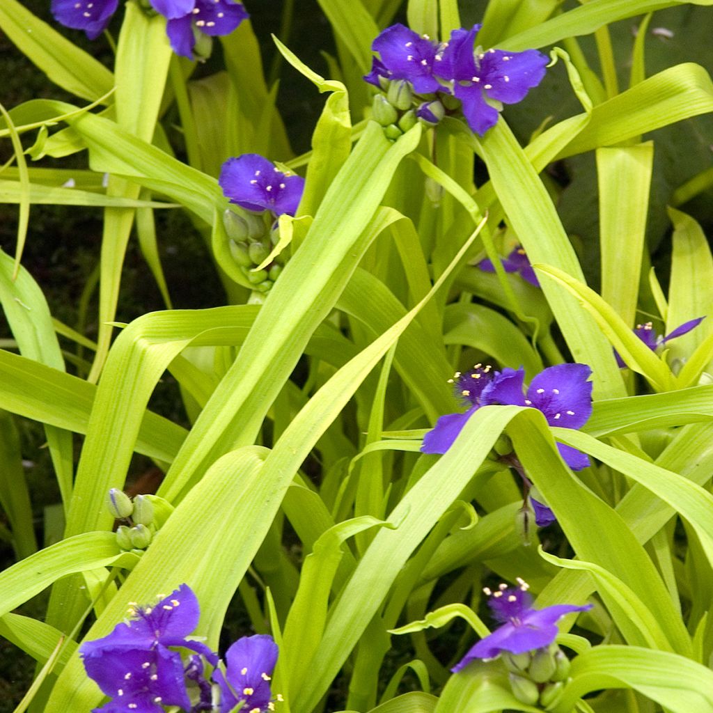 Éphémère de Virginie - Tradescantia andersoniana Sweet Kate