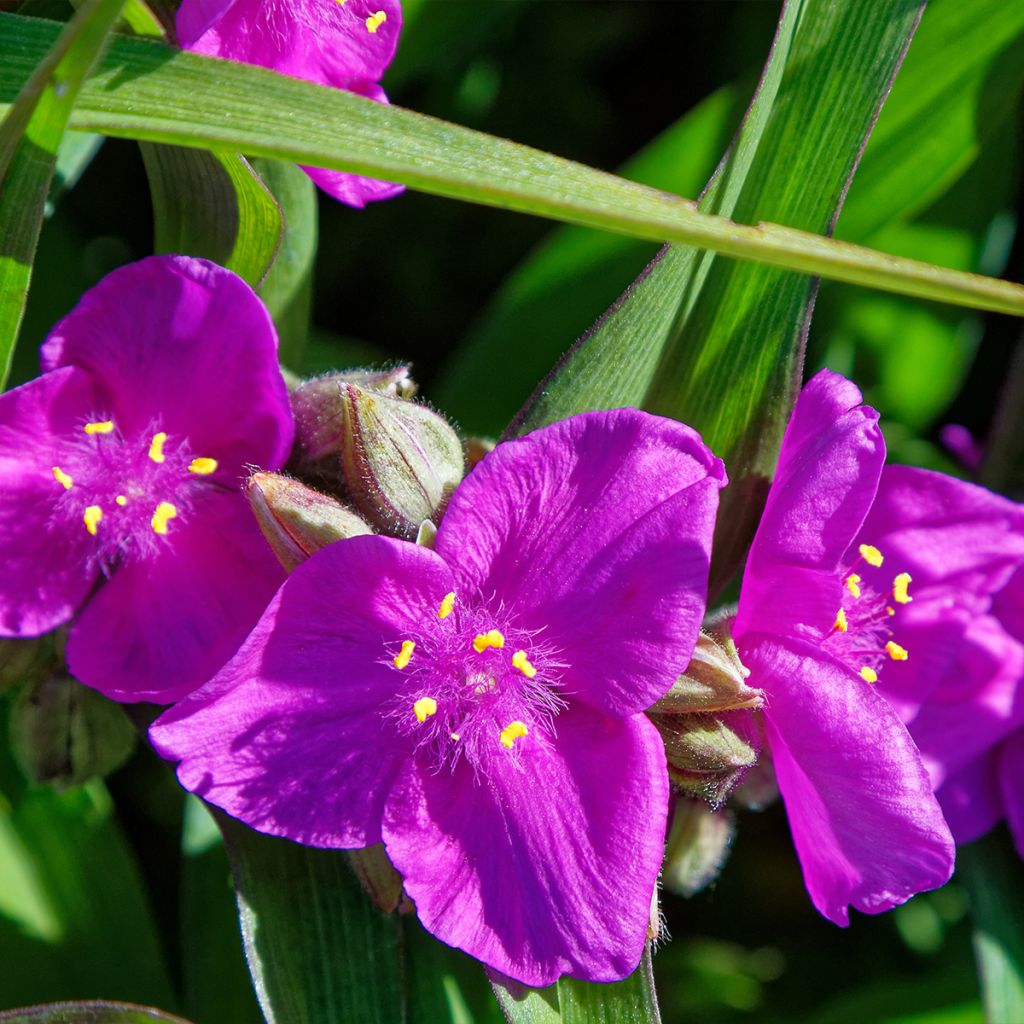 Tradescantia virginiana Brevicaulis - Ephémère de Virginie