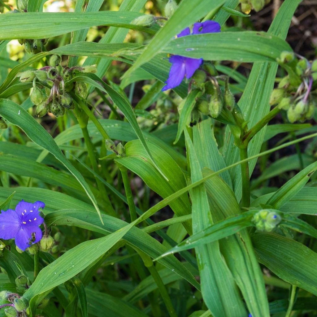 Ephémère de Virginie - Tradescantia virginiana Zwanenburg Blue