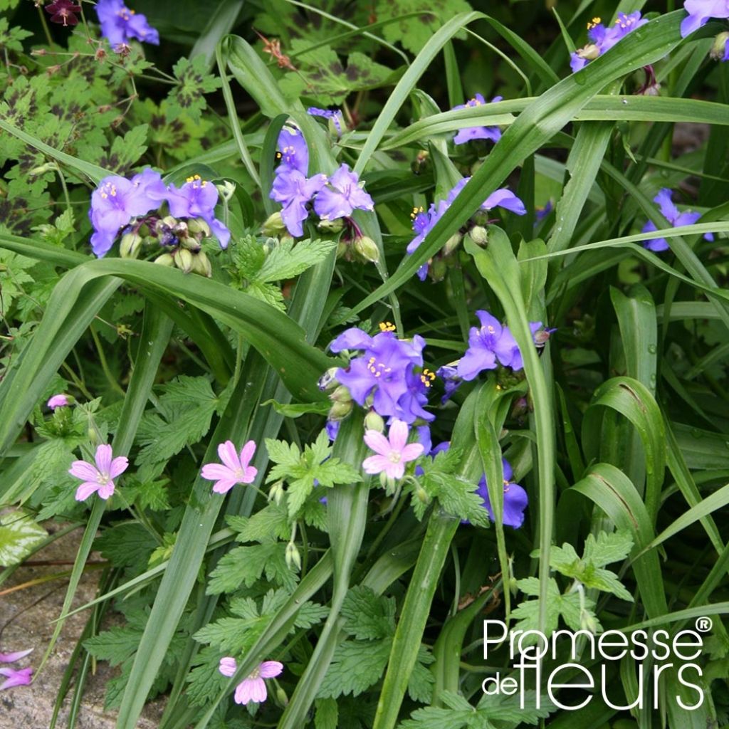 Ephémère de Virginie - Tradescantia virginiana Zwanenburg Blue