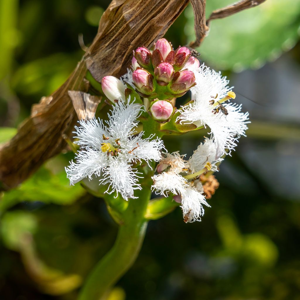 Trèfle d'eau - Menyanthes trifoliata