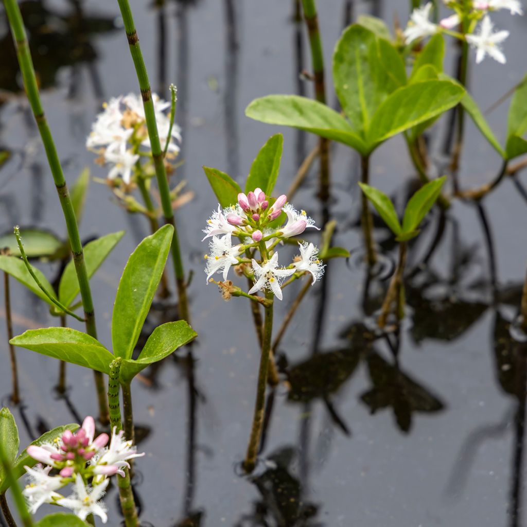 Trèfle d'eau - Menyanthes trifoliata