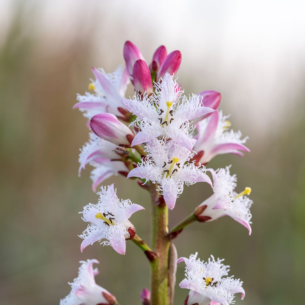 Trèfle d'eau - Menyanthes trifoliata