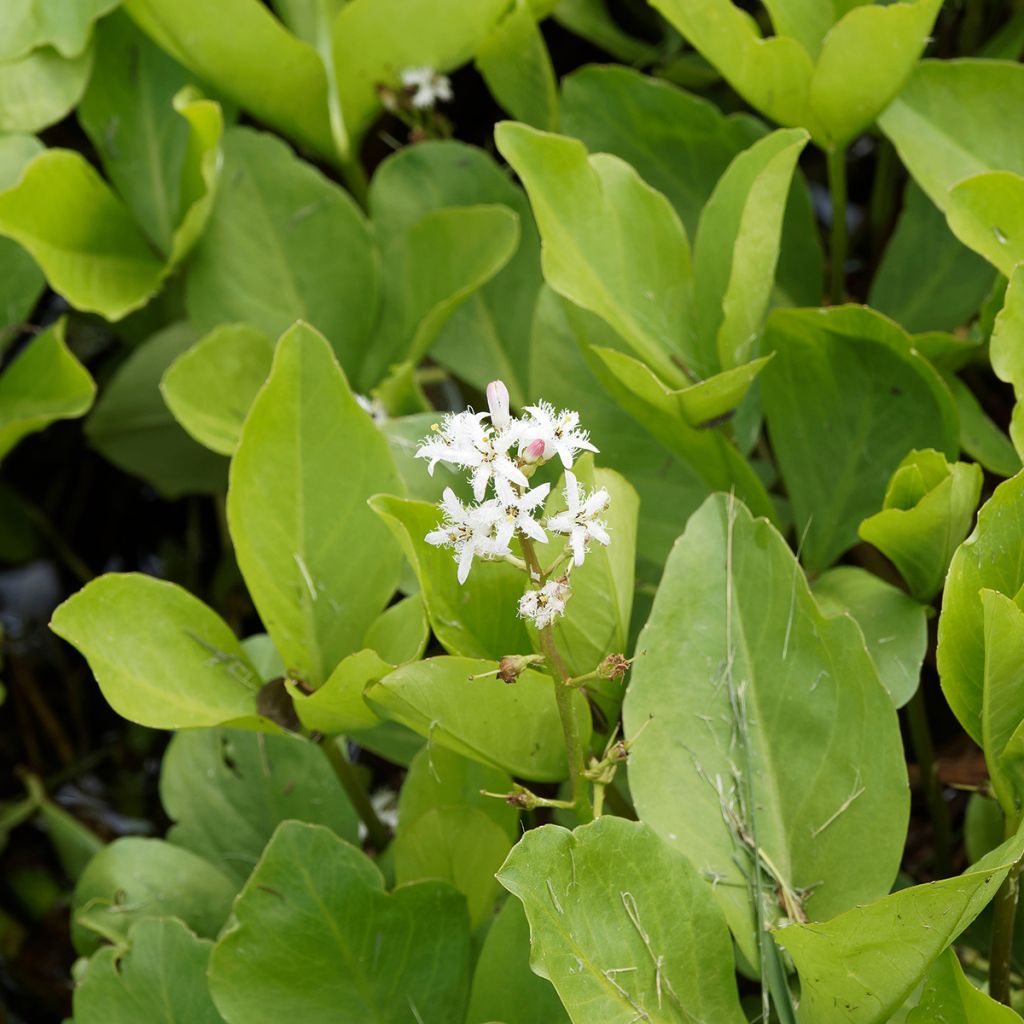 Trèfle d'eau - Menyanthes trifoliata