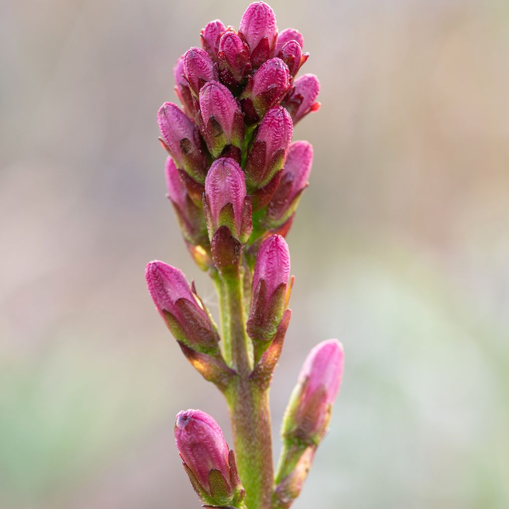 Trèfle d'eau - Menyanthes trifoliata