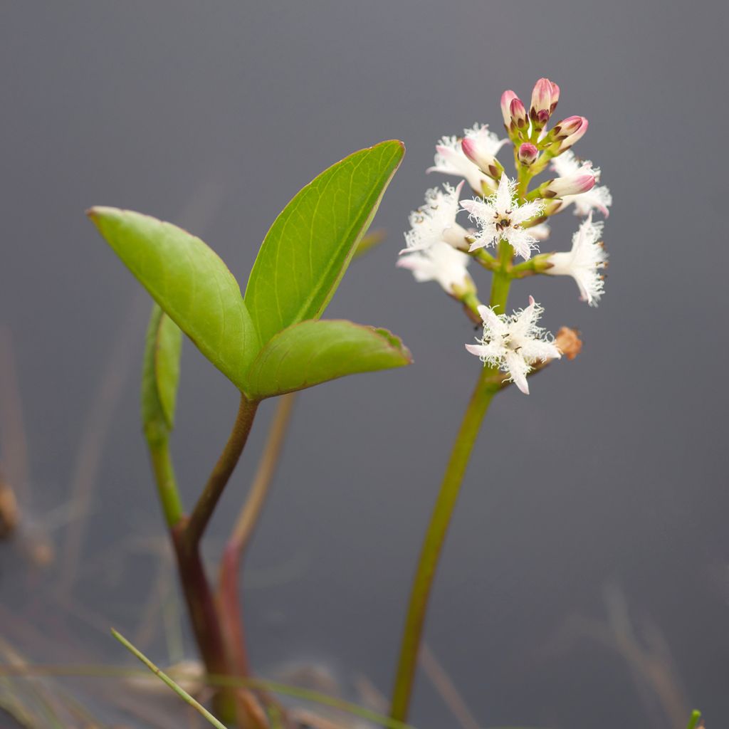 Trèfle d'eau - Menyanthes trifoliata