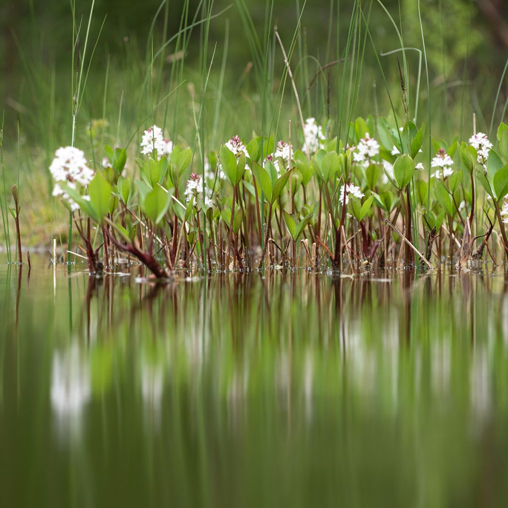 Trèfle d'eau - Menyanthes trifoliata