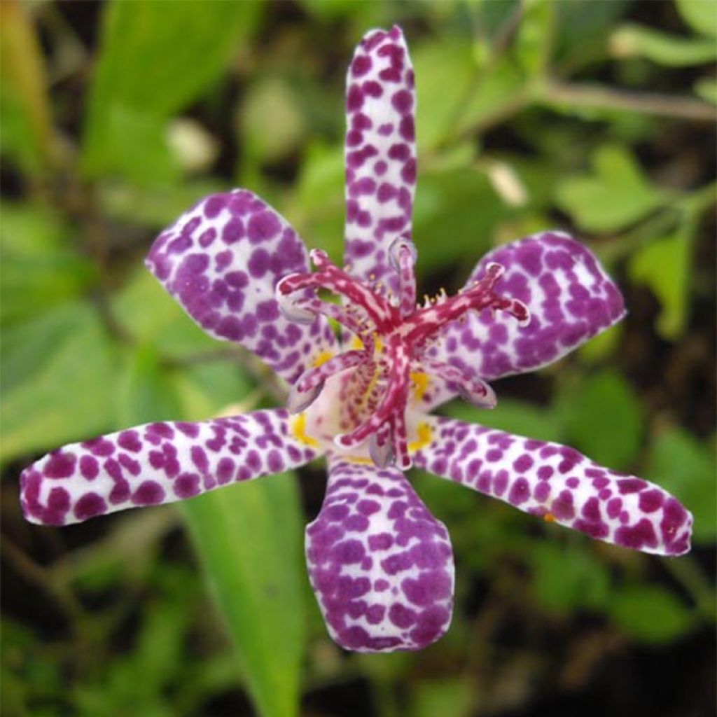 Lis orchidée panaché - Tricyrtis Imperial Banner 