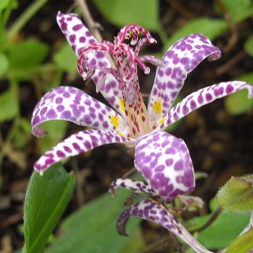 Lis orchidée panaché - Tricyrtis Imperial Banner 