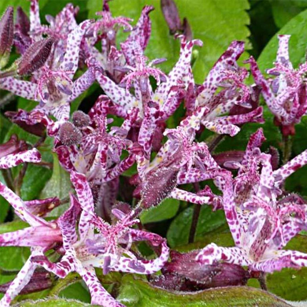 Tricyrtis Sinonome - Lis orchidée