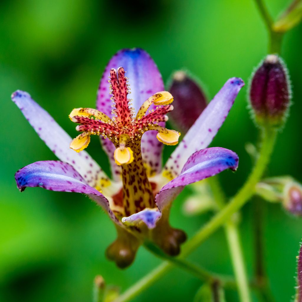 Lys orchidée - Tricyrtis Taipei Silk