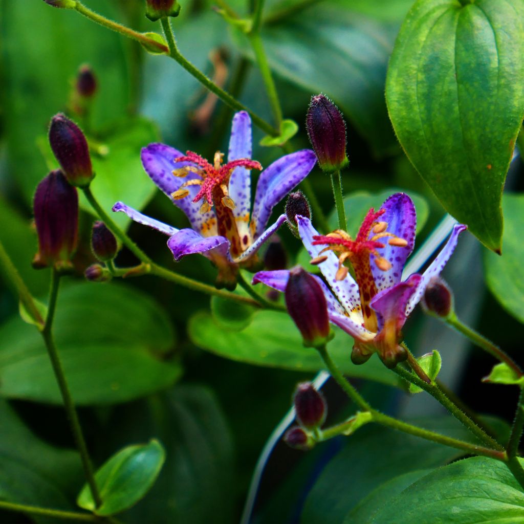 Lys orchidée - Tricyrtis Taipei Silk