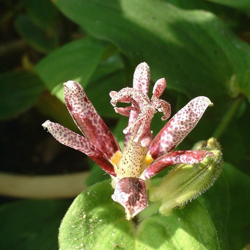 Lis Orchidée - Tricyrtis hirta Raspberry Mousse
