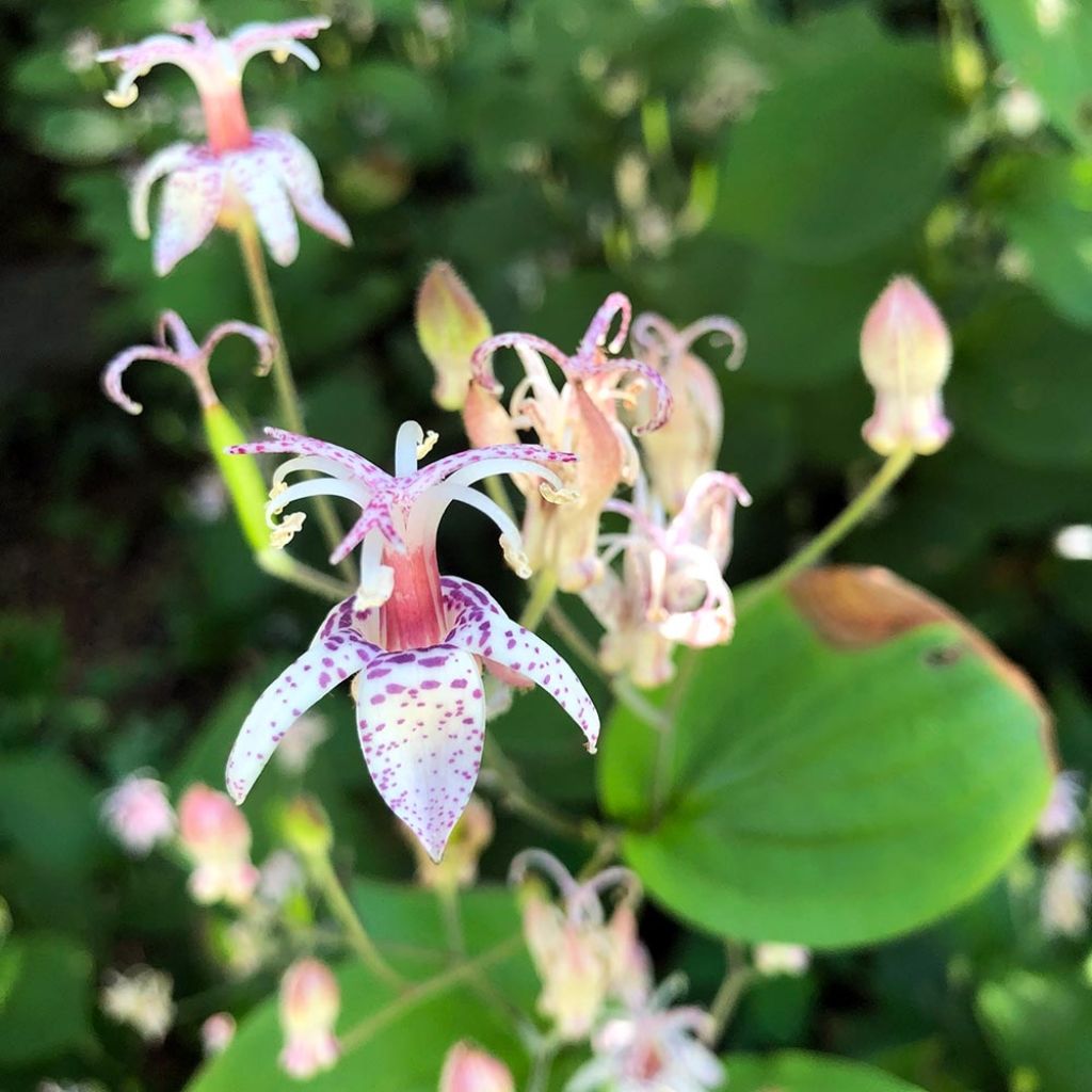 Lis orchidée - Lis des crapauds - Tricyrtis macropoda