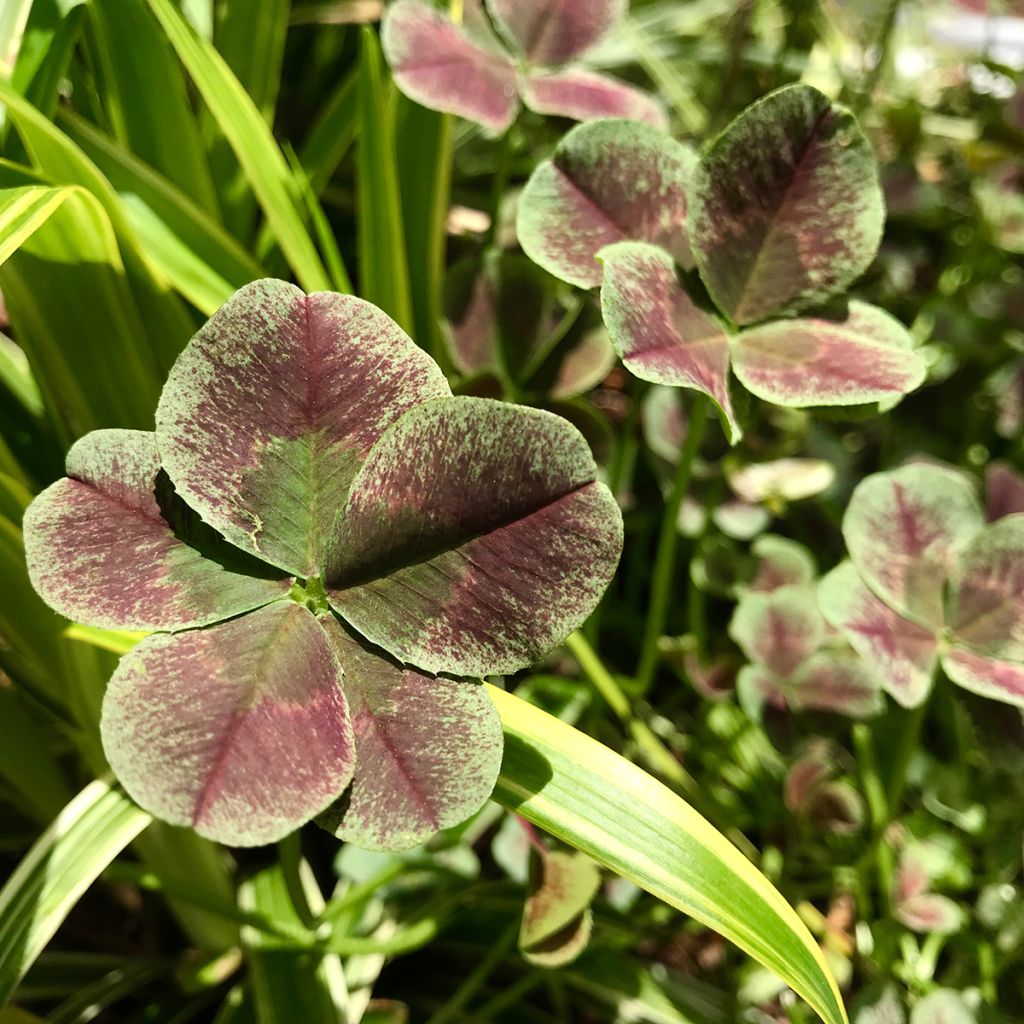 Trifolium repens Estelle - Trèfle