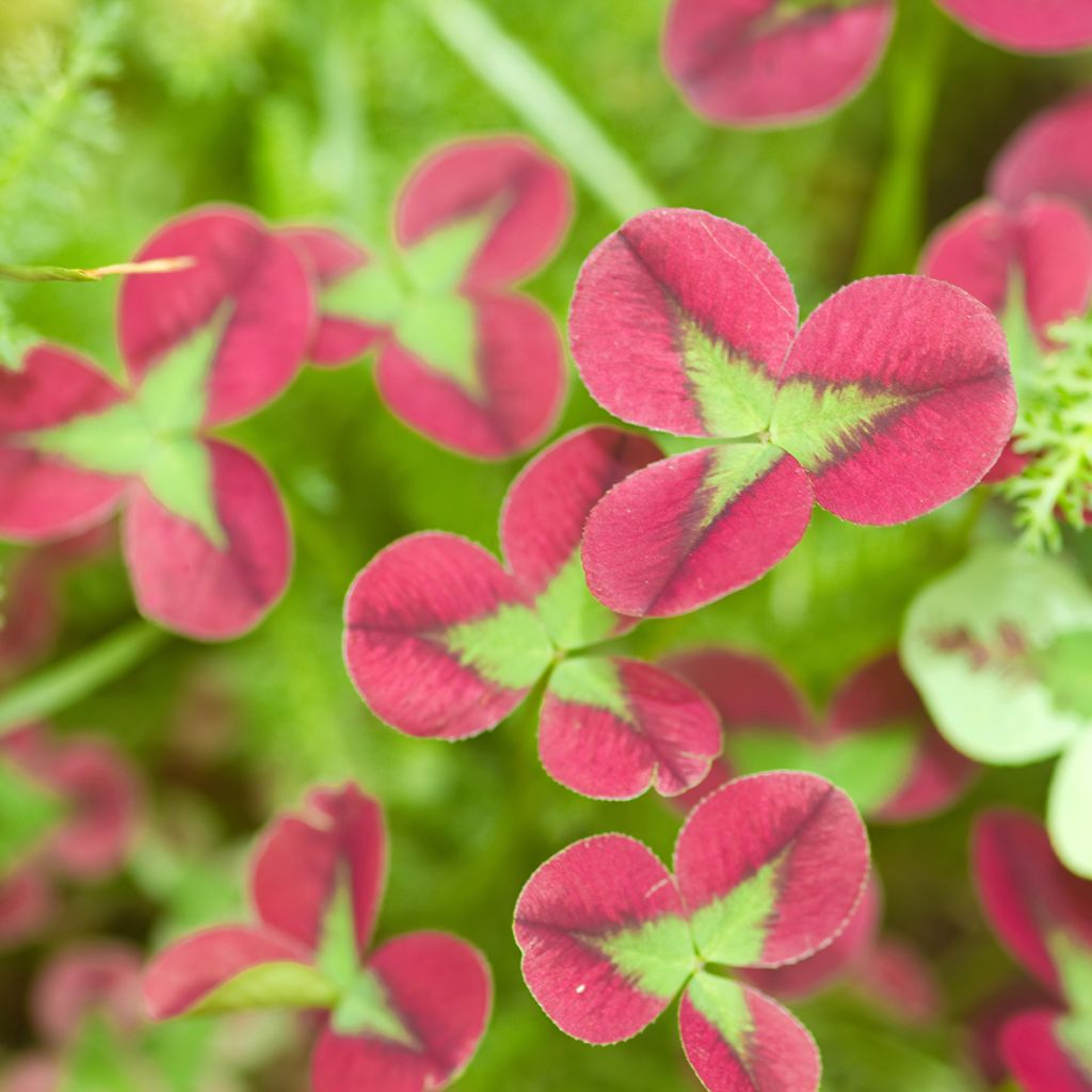 Trifolium repens Isabella - Trèfle