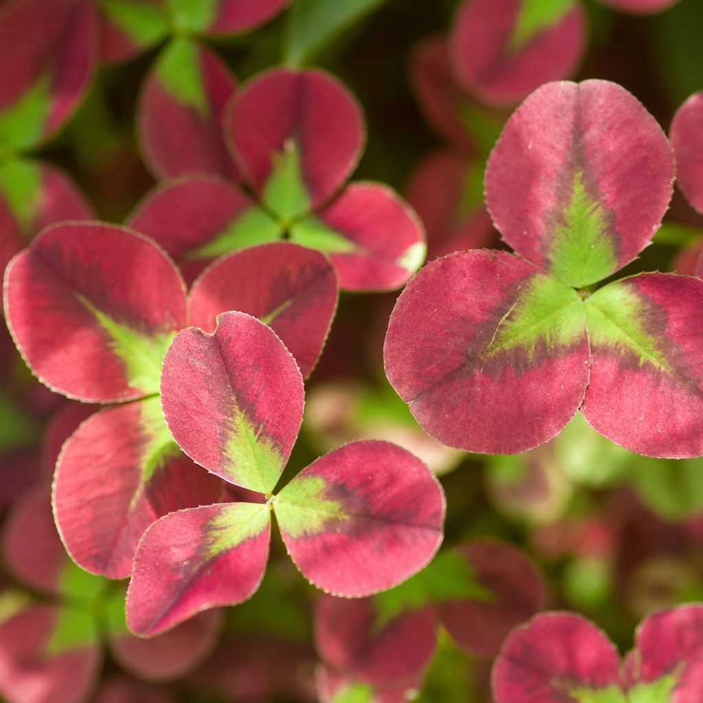 Trifolium repens Isabella - Trèfle