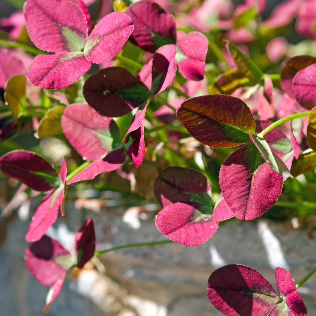 Trifolium repens Isabella - Trèfle