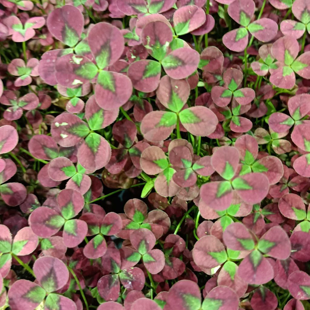 Trifolium repens Isabella - Trèfle