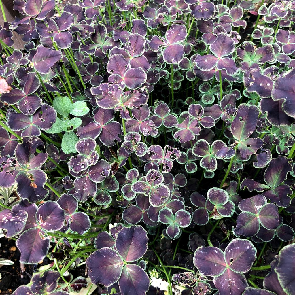 Trifolium repens Dark Debbie - Trèfle