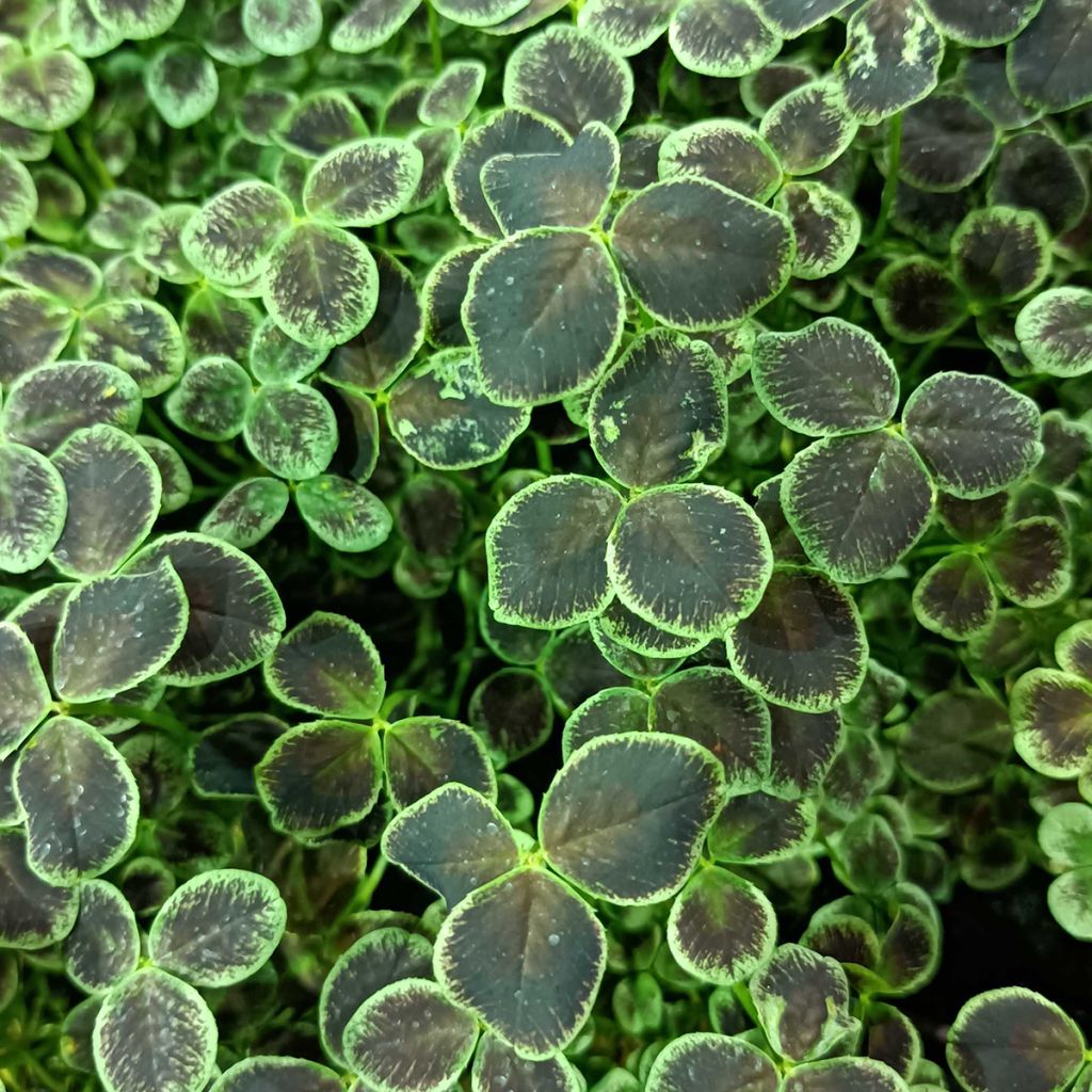 Trifolium repens Dark Debbie - Trèfle