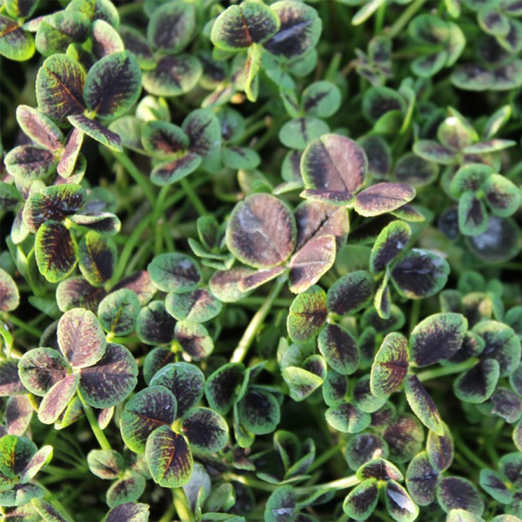 Trifolium repens Pentaphyllum - Trèfle blanc à feuilles pourpres