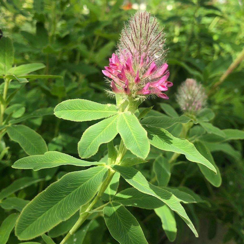 Trifolium rubens - Trèfle pourpré