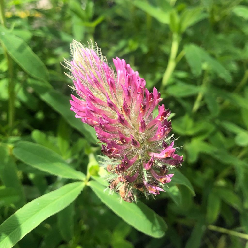 Trifolium rubens - Trèfle pourpré