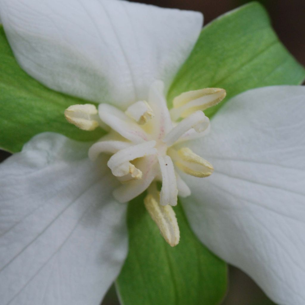 Trillium flexipes