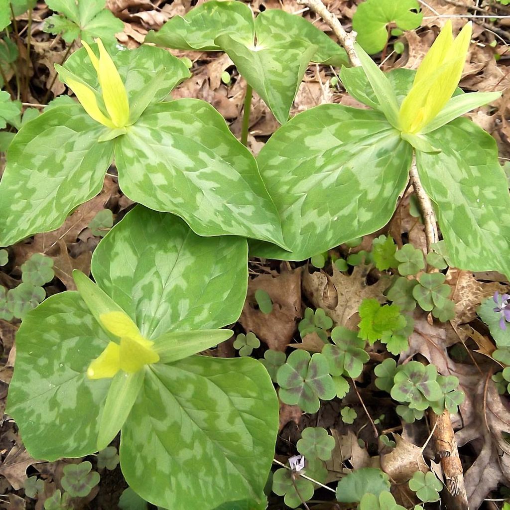 Trillium luteum - Trille à fleurs jaunes