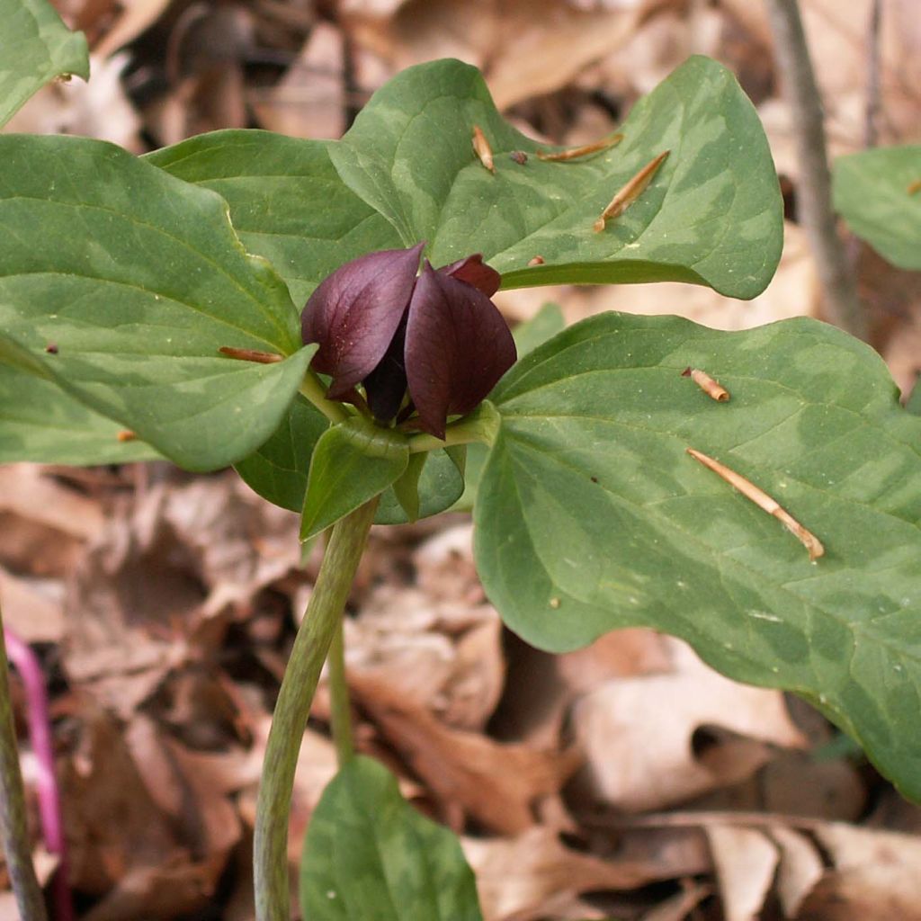 Trillium recurvatum - Trille