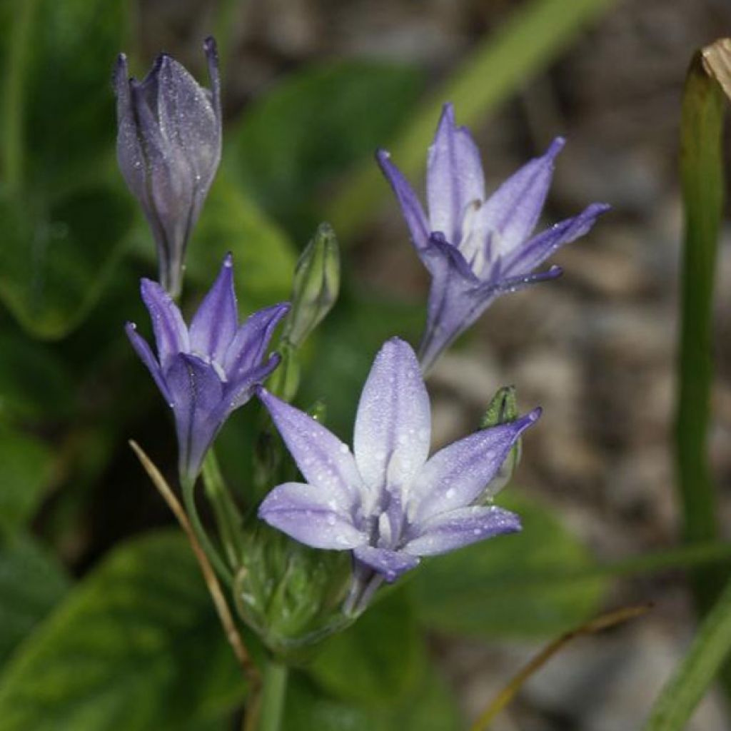 Triteleia laxa Queen Fabiola