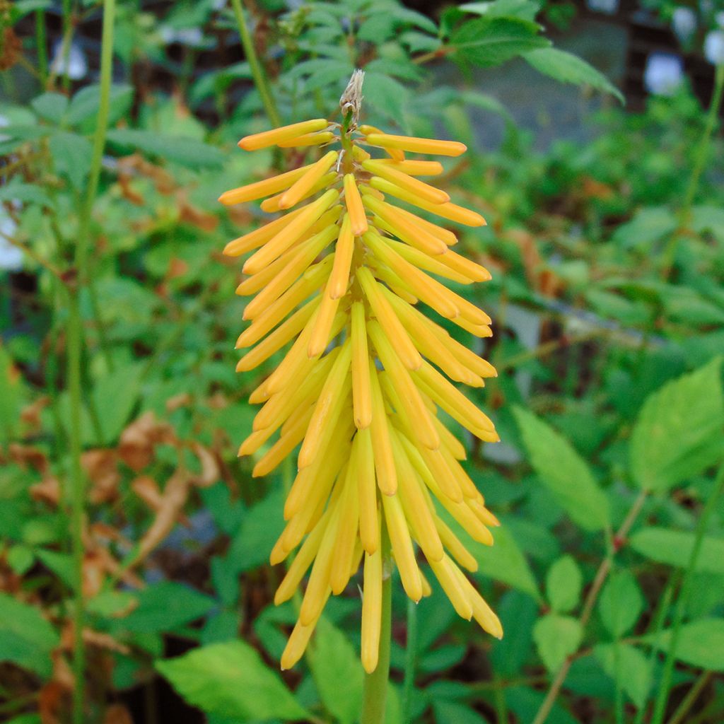 Tritoma - Kniphofia Mango Popsicle