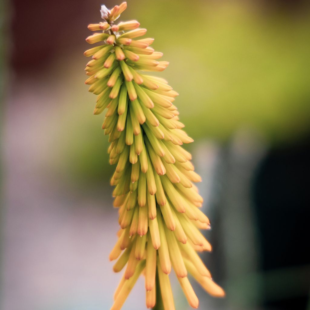 Tritoma - Kniphofia Mango Popsicle