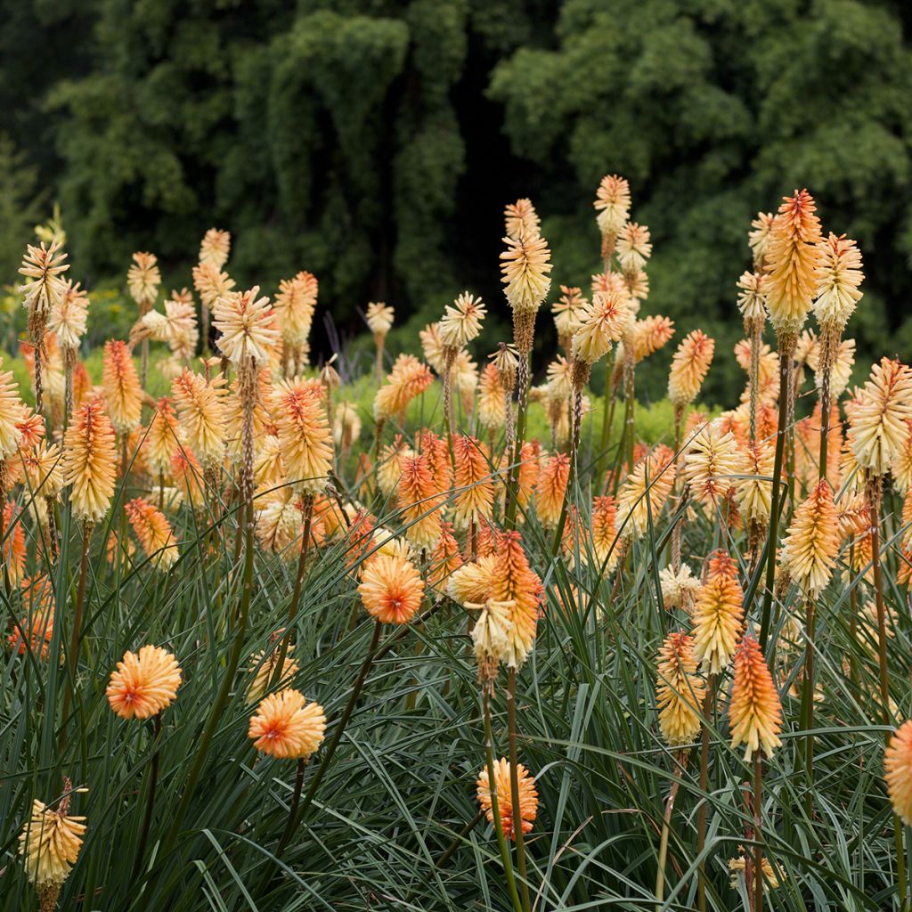 Tritoma - Kniphofia Mango Popsicle