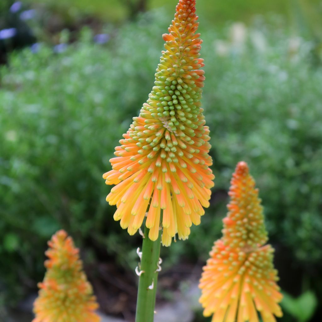 Tritoma - Kniphofia Mango Popsicle