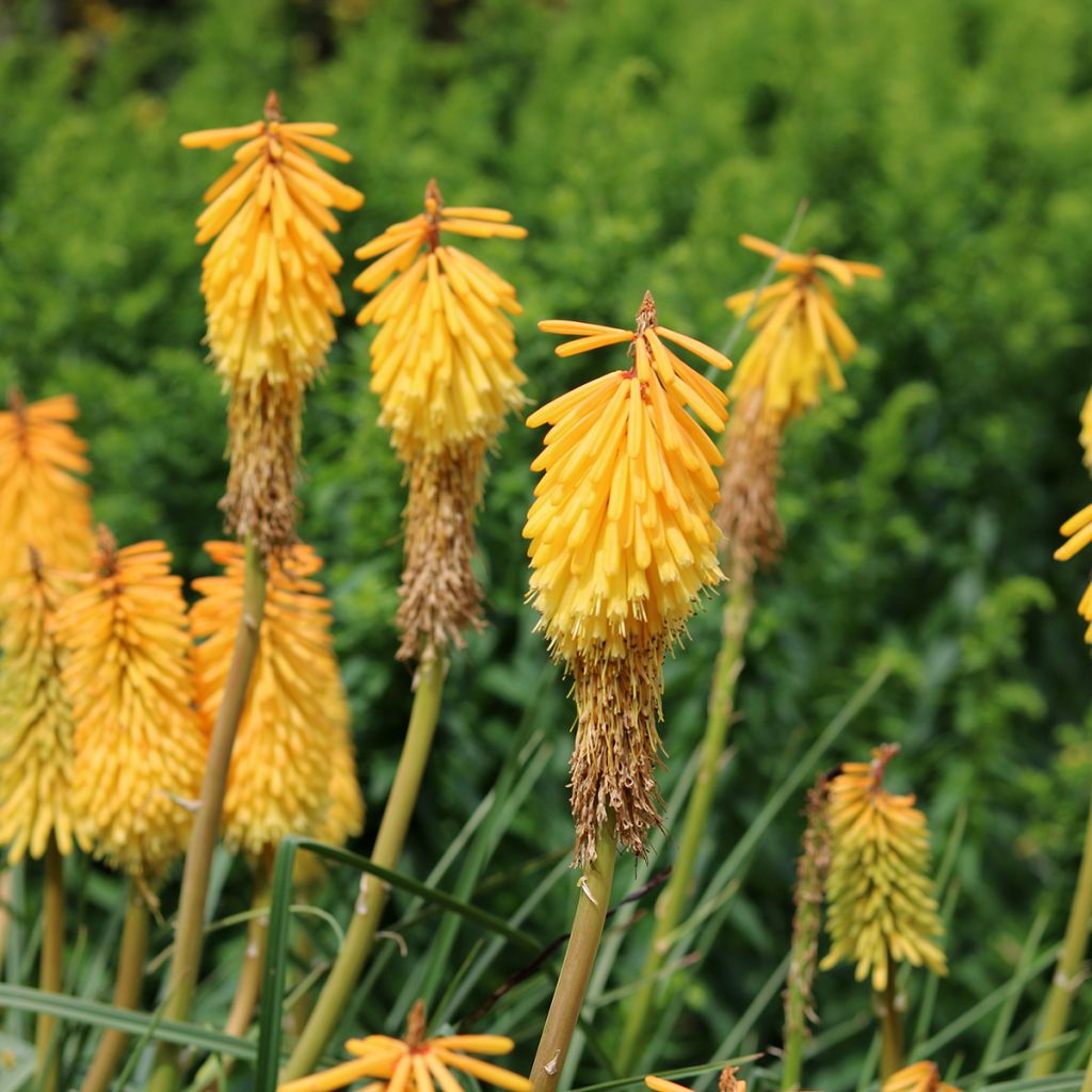 Tritoma - Kniphofia Mango Popsicle