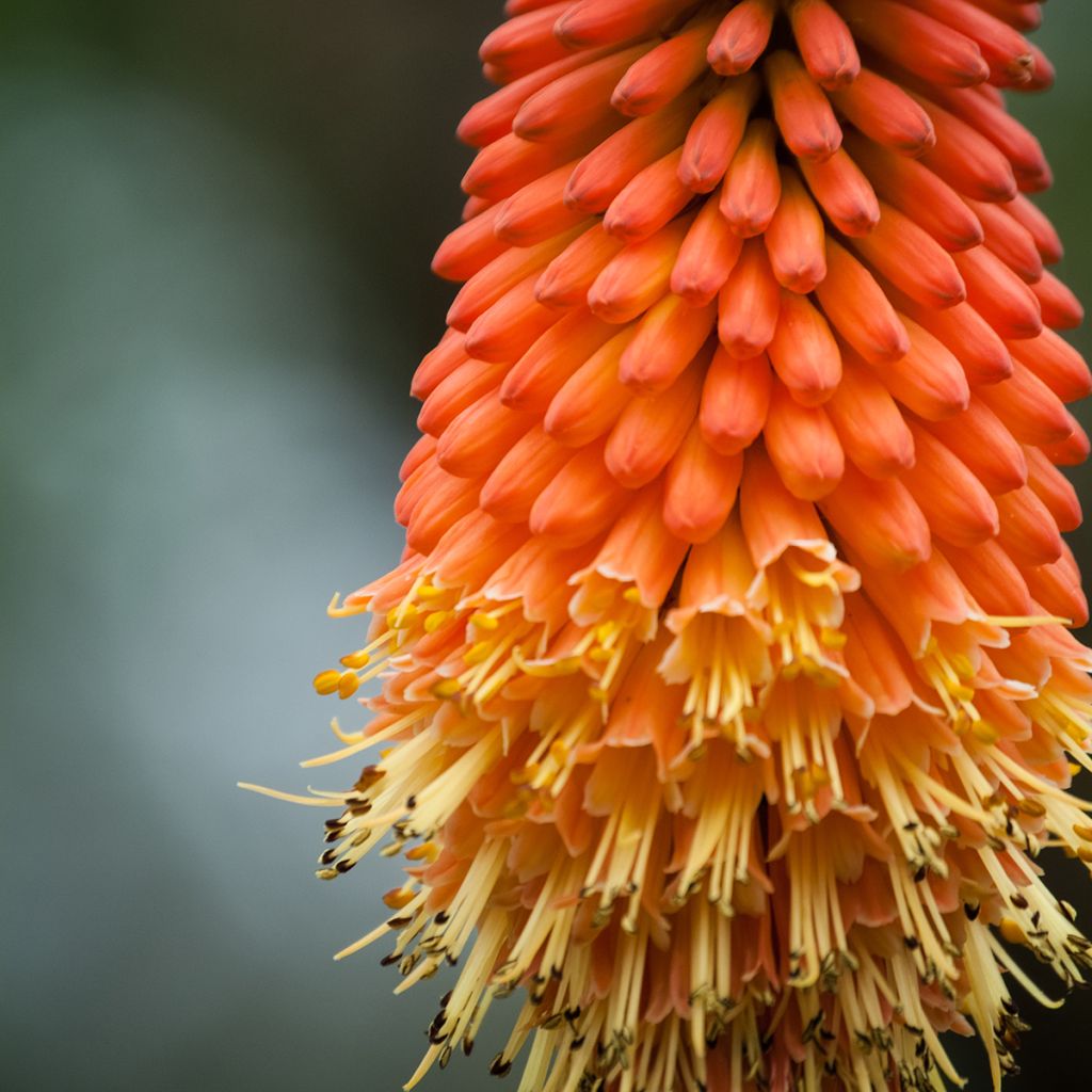 Tritoma - Kniphofia Royal Standard