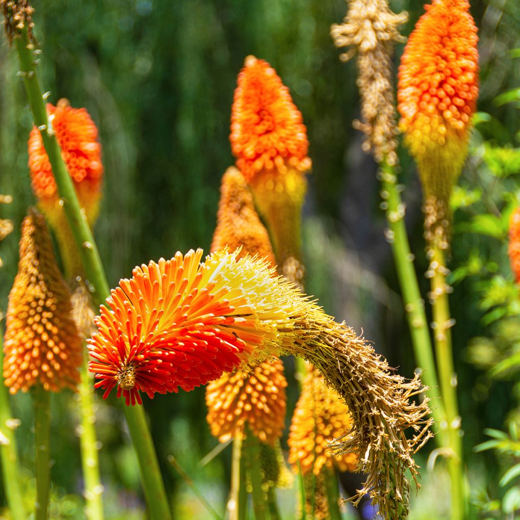 Tritoma - Kniphofia Royal Standard