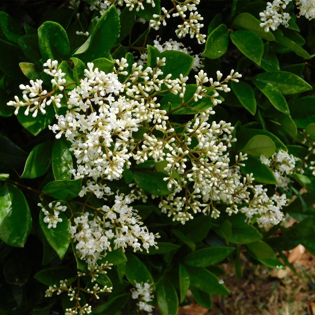 Troène du Japon - Ligustrum japonicum